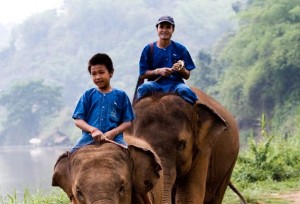 Café recogido de excrementos de elefante